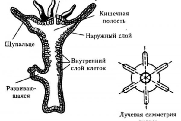 Как зарегистрироваться в kraken